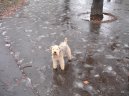 Photo: Lakeland terrier (Dog standard)