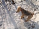 Photo: Lakeland terrier (Dog standard)