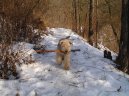 Photo: Lakeland terrier (Dog standard)