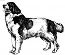 Photos: Landseer (Dog standard) (pictures, images)