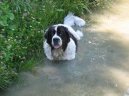 Photo: Landseer (Dog standard)
