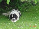 Photo: Landseer (Dog standard)
