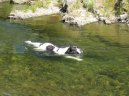 Photo: Landseer (Dog standard)