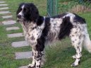 Photo: Large munsterlander (Dog standard)