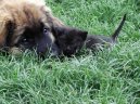 Photos: Leonberger (Dog standard) (pictures, images)