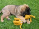 Photo: Leonberger (Dog standard)