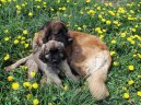 Photos: Leonberger (Dog standard) (pictures, images)