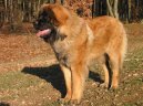 Photo: Leonberger (Dog standard)