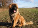 Photo: Leonberger (Dog standard)