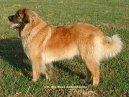 Photos: Leonberger (Dog standard) (pictures, images)