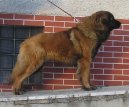 Photos: Leonberger (Dog standard) (pictures, images)