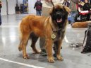 Photos: Leonberger (Dog standard) (pictures, images)