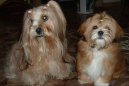 Photos: Lhasa apso (Dog standard) (pictures, images)