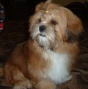 Photo: Lhasa apso (Dog standard)