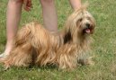 Photos: Lhasa apso (Dog standard) (pictures, images)