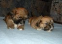 Photos: Lhasa apso (Dog standard) (pictures, images)