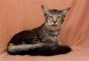 Photos: Longhair Oriental (Cat) (pictures, images)