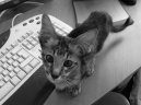 Photos: Longhair Oriental (Cat) (pictures, images)