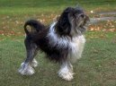 Photos: Lowchen (little lion dog) (Dog standard) (pictures, images)