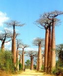 Photos: Madagascar (pictures, images)