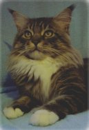 Photos: Maine coon (cat) (pictures, images)