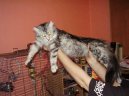 Photos: Maine coon (cat) (pictures, images)