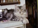 Photos: Maine coon (cat) (pictures, images)