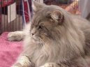 Photos: Maine coon (cat) (pictures, images)
