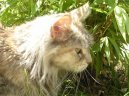 Photos: Maine coon (cat) (pictures, images)