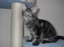 Photos: Maine coon (cat) (pictures, images)