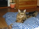 Photos: Maine coon (cat) (pictures, images)