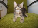 Photos: Maine coon (cat) (pictures, images)