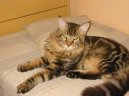 Photos: Maine coon (cat) (pictures, images)