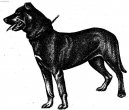 Photo: Majorca shepherd dog (Dog standard)