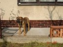 Photos: Mallorca mastiff (Dog standard) (pictures, images)