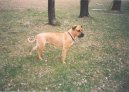 Photos: Mallorca mastiff (Dog standard) (pictures, images)