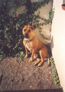 Photos: Mallorca mastiff (Dog standard) (pictures, images)