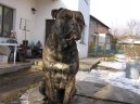 Photos: Mallorca mastiff (Dog standard) (pictures, images)