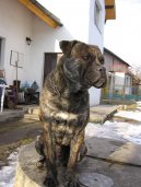 Photos: Mallorca mastiff (Dog standard) (pictures, images)