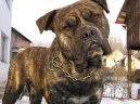 Photos: Mallorca mastiff (Dog standard) (pictures, images)