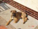 Photos: Mallorca mastiff (Dog standard) (pictures, images)