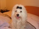 Photos: Maltese (Dog standard) (pictures, images)