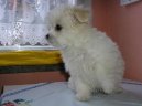 Photos: Maltese (Dog standard) (pictures, images)