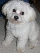 Photos: Maltese (Dog standard) (pictures, images)