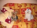 Photos: Maltese (Dog standard) (pictures, images)