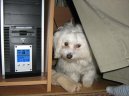Photos: Maltese (Dog standard) (pictures, images)