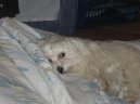 Photos: Maltese (Dog standard) (pictures, images)