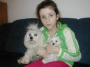 Photos: Maltese (Dog standard) (pictures, images)