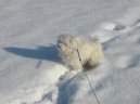 Photos: Maltese (Dog standard) (pictures, images)