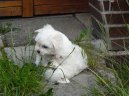 Photo: Maltese (Dog standard)